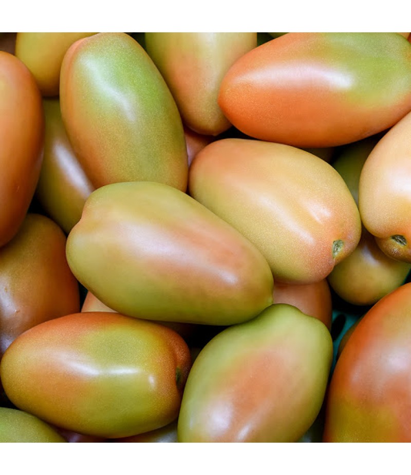 POMODORI PER INSALATA LUNGHI  Prezzo al Kg