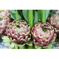 Carciofi PIETRELCINA ITALIA FASCI  4 teste